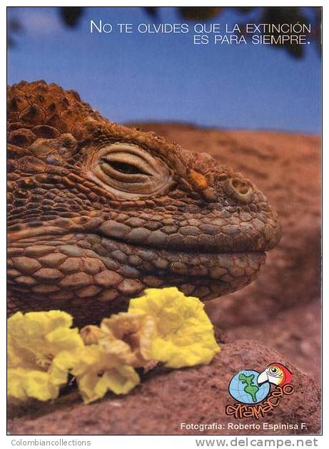 Lote PEP23,  Ecuador, Postal, Iguana, Postcard - Equateur