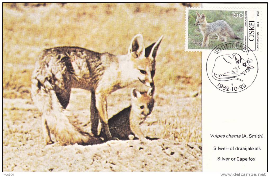 FOX, 1982, CM. MAXI CARD, CARTES MAXIMUM, ROMANIA - Nager