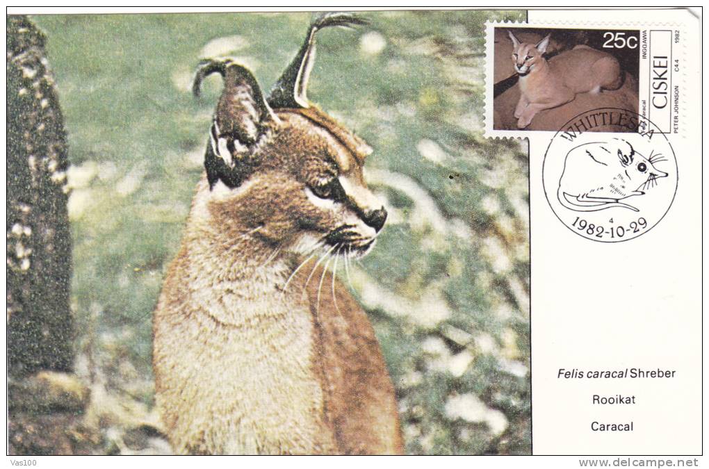 RODENT, 1982, CM. MAXI CARD, CARTES MAXIMUM, CISKEI - Nager