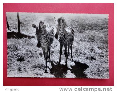 Real Photo--   Topics > Animals > Zebras  -   ----  ---   --- Ref  569 - Zebras