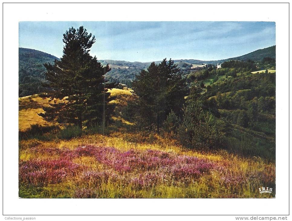 Cp, Limousin, La Bruyère En Fleurs - Limousin