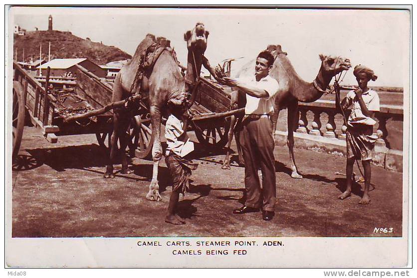 ADEN. CAMEL STEAMER POINT . CAMELS BEING FED. ANIMATION. DROMADAIRES ATTELES. - Yémen