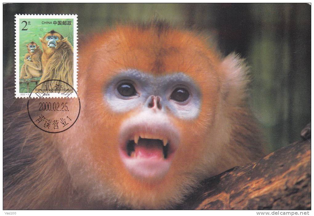 SINGES  MONKEI 2000 CM,MAXICARD,CARTES MAXIMUM CHINA. - Affen