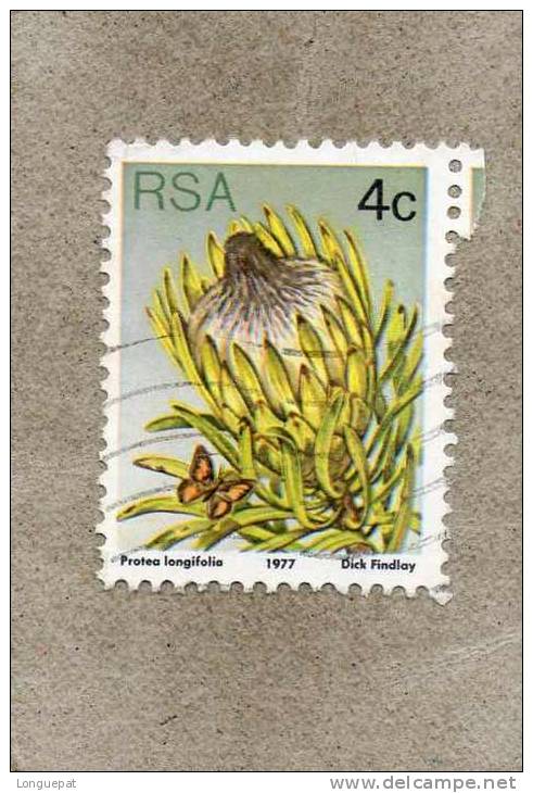 AFRIQUE Du SUD : Fleurs : Protea Longifolia Ou Sugaubushe Longue Feuille  - Famille Des Proteaceae - Usados