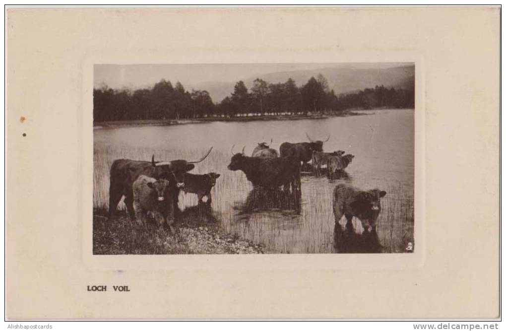 Loch Voil Scotland, Cows, Real Photograph, Tuck Postcard As Per The Scan - Perthshire