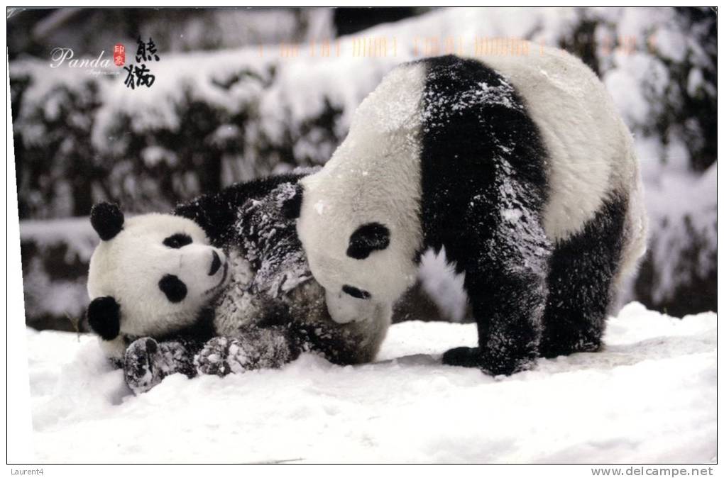 (164) China -  Panda Bears In Snow - Ours