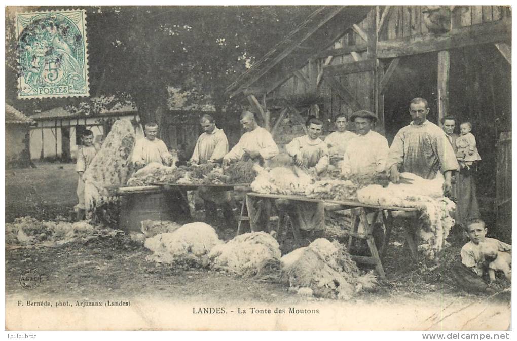 LANDES LA TONTE DES MOUTONS - Artisanat