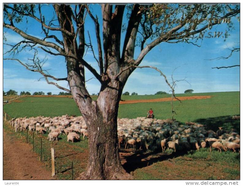 (849) Australia - NSW - Parkes Sheep Farming - Otros & Sin Clasificación