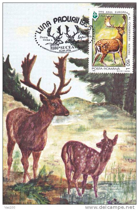 ROE DEER, 2X,CM,CARTE MAXIM,MAXIM CARD,SUCEAVA,1996,ROMANIA - Wild