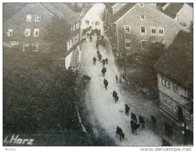 Lerbach Harz Kat. Osterode Am Harz - Cows Vaches      D81266 - Osterode