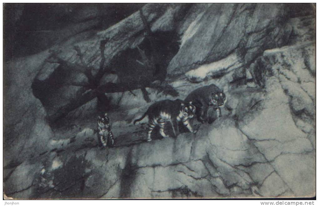 Italia-Postcard 1912- Roma-Zoo Bengal Tigers - Tigres