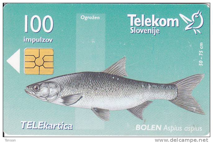 Slovenia, 110, Fishes, Bolen / Mura V Vasi Krog, 2 Scans. - Slovénie