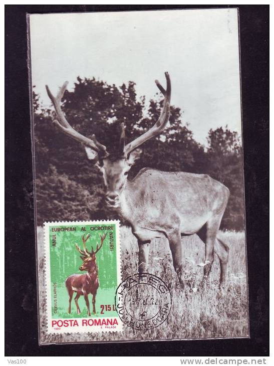 DEER,CM,CARTES MAXIMUM,MAXICARD,1981,ROMANIA - Wild