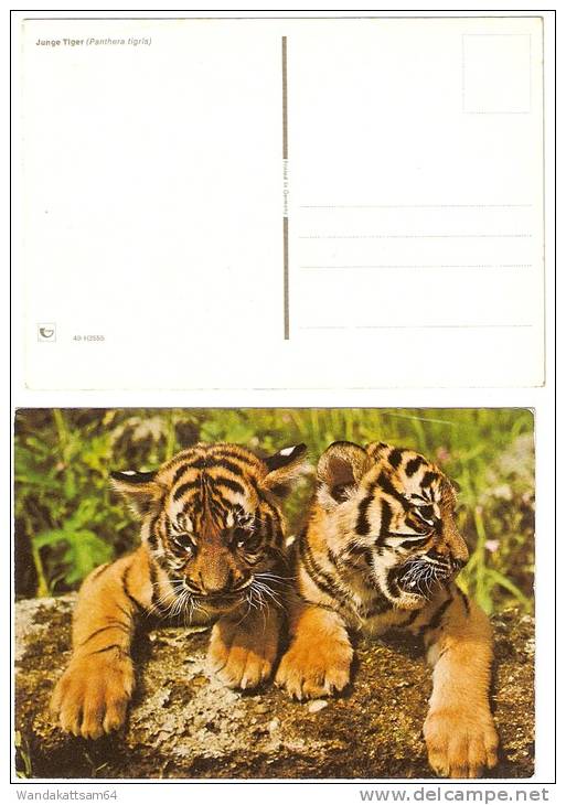 AK 3555 Junge Tiger (Panthera Tigris) - Tigres