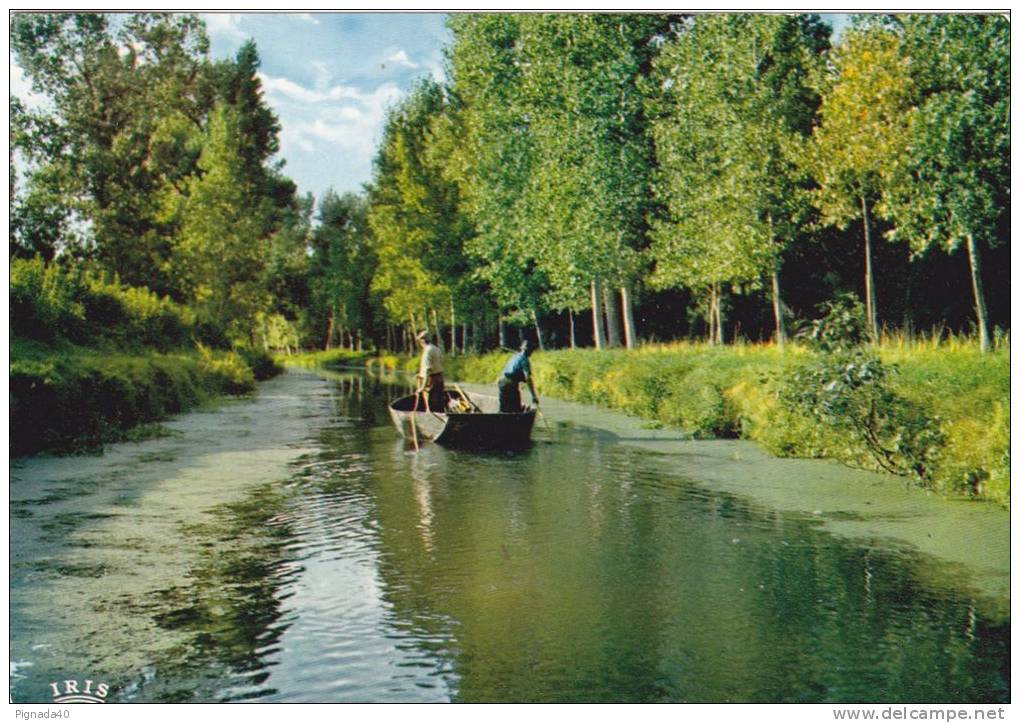 Cp , RÉGIONS , POITOU-CHARENTE , Venise Verte , Cathédrale De La Verdure , Maraîchins Allant Chercher Les Animaux - Poitou-Charentes