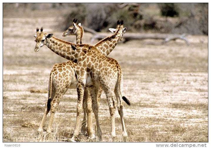 [NZ04-001  ]  Camelopardalis Giraffe  Girafe , Postal Stationery -Articles Postaux -- Postsache F - Giraffen