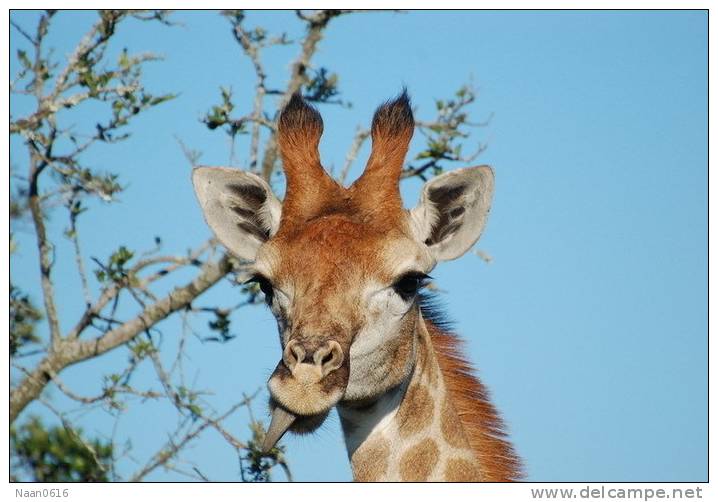 [NZ04-003  ]  Camelopardalis Giraffe  Girafe , Postal Stationery -Articles Postaux -- Postsache F - Giraffen