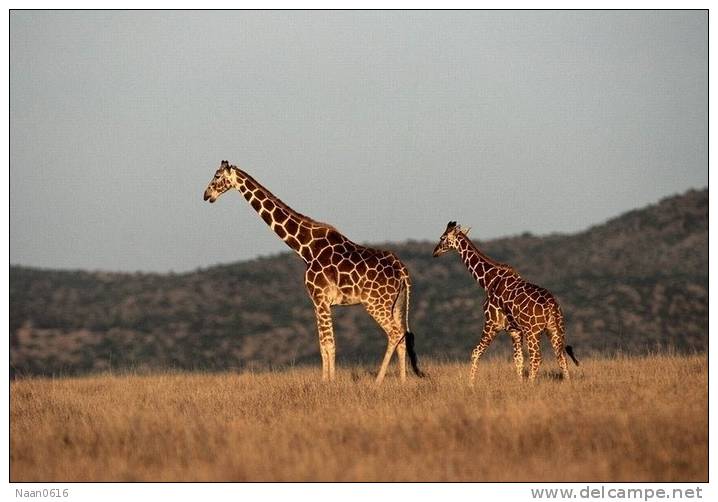 [NZ04-007  ]  Camelopardalis Giraffe  Girafe , Postal Stationery -Articles Postaux -- Postsache F - Giraffen