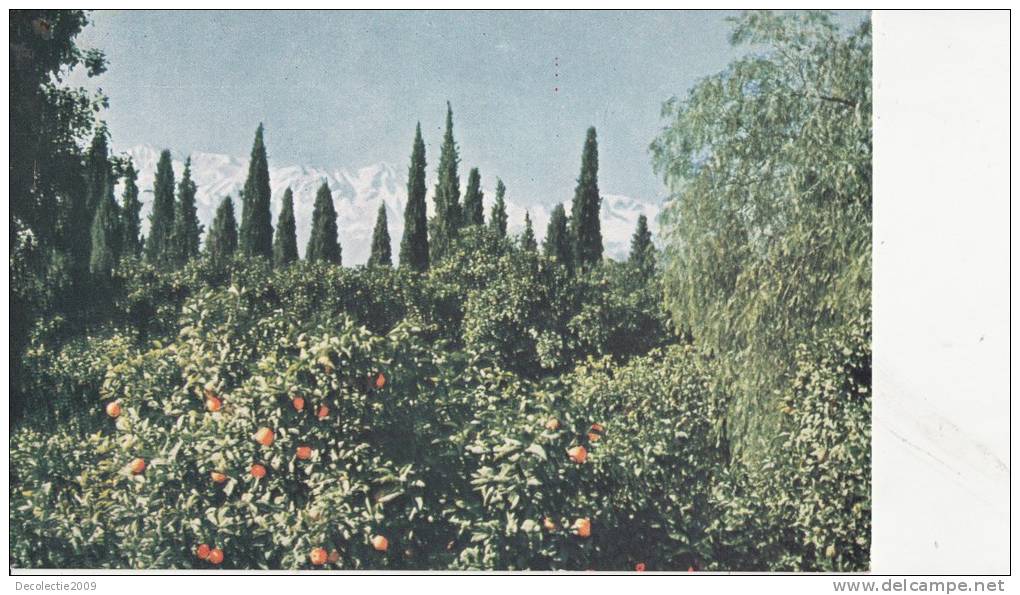 BR40473 Orange Grove Jalalabad   2  Scans - Afghanistan