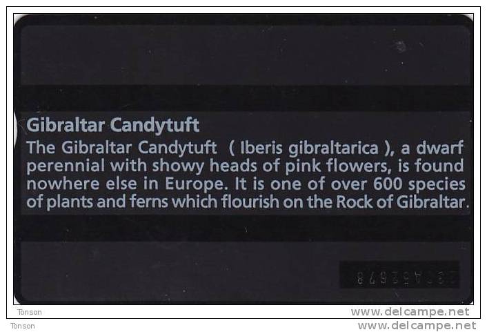 Gibraltar, GIB-22, Gibraltar Candytuft, 200 Units, Flower, 2 Scans. - Gibraltar