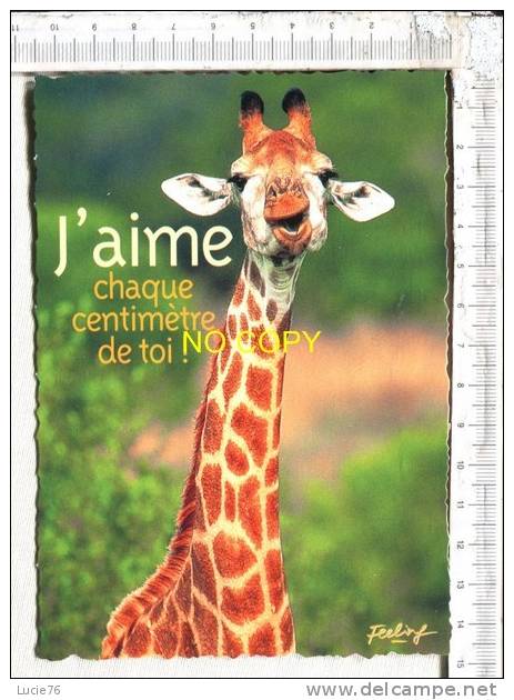 GIRAFE -  J'aime Chaque Centimère De Toi !  -  Feelong - Giraffe