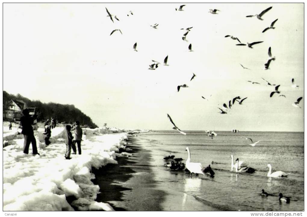 AK Winterzauber An Der Ostsee, Usedom, Gel, 1979 - Usedom