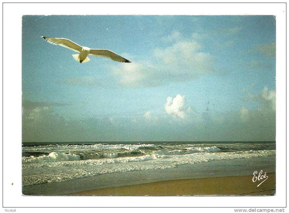 Cp, Région, Côte Aquitaine, Grosses Vagues Sur La Plage - Aquitaine