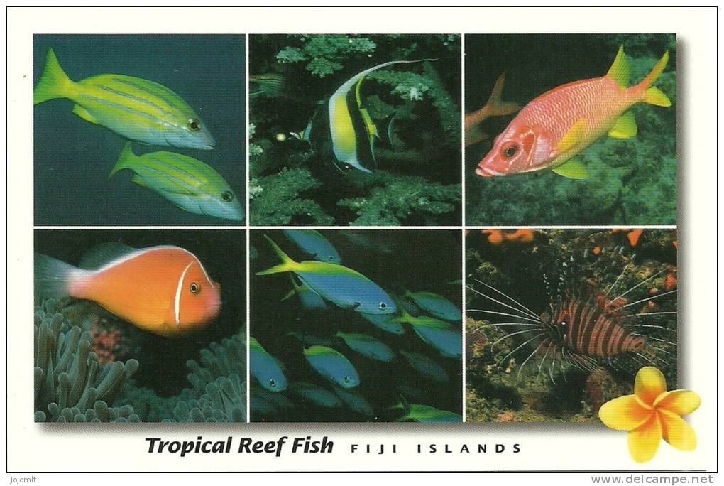 Fiji Islands - Fidji - CPM Neuve - Unused Postcard - Poisson Du Lagon - Tropical Reef Fish - Fidji