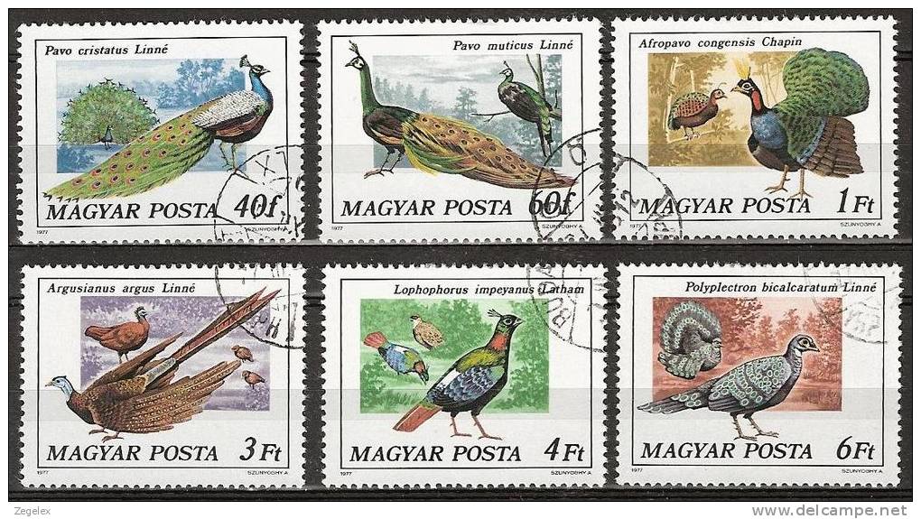 Hongary 1977 - Peacock, Pauwen,  Birds, Oiseaux,  Vögel, Vogels - Pavoni