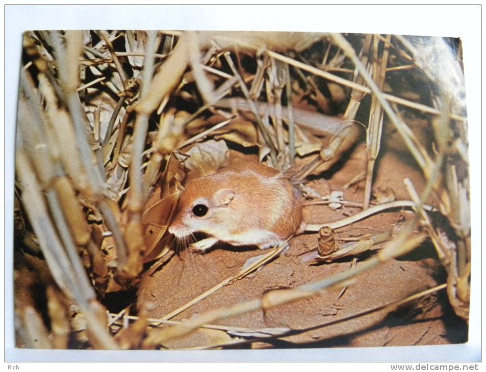 CPSM - Arabie Saoudite - Saudi Arabia - Desert Gerbil (Gerbillus Sp) - Saudi Arabia