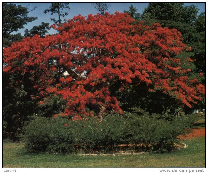 (899) Australia - NT - Darwin Flame Tree Or Poincanna - Darwin