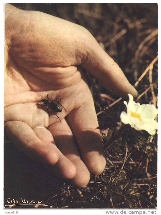 CPSM - Le Carabe Dans L'inconnu D'un Autre Univers -  Photographe ALBERT MONIER - Monier