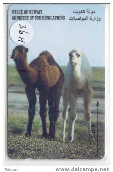 GPT 36 H CAMELS - Koweït