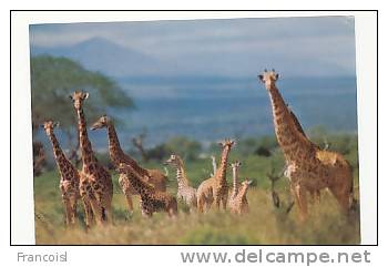 Girafes. Druck Und Verlag Engadin Press. 873. Foto Reinhard - Giraffe