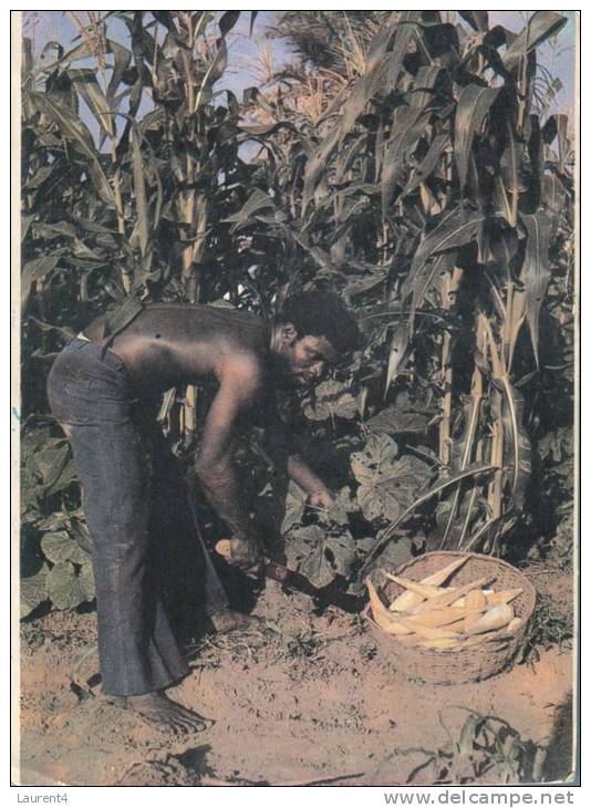 (579) Nigeria - African Men Gardening - Nigeria