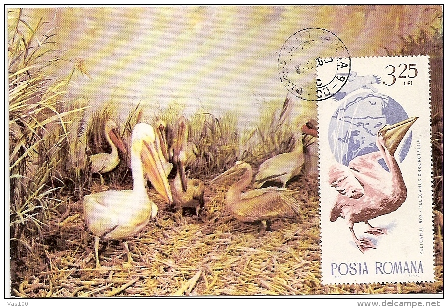 PELICANS, CM, MAXICARD, CARTES MAXIMUM, 1986, ROMANIA - Pelícanos