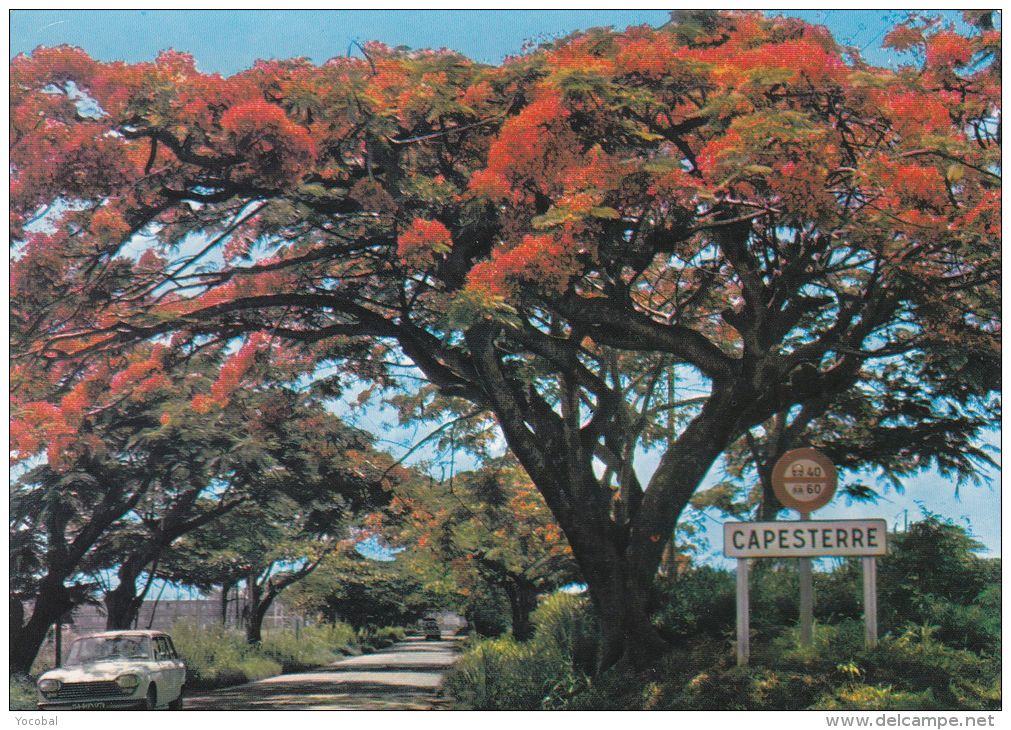 Cp , GUADELOUPE , SAINT BARTHÉLÉMY , Flamboyants - Saint Barthelemy