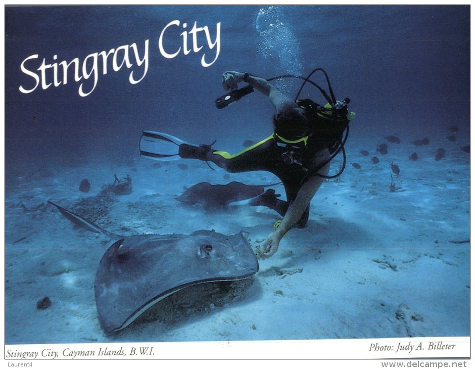 (789) Cayman Islands - Iles Caïman - Stingray City (diving) - Kaaimaneilanden