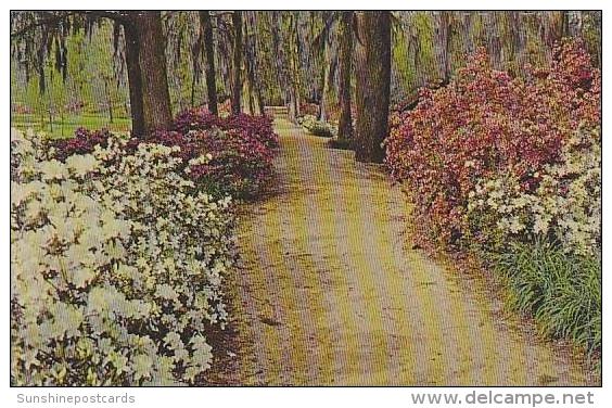 South Carolina Orangeburg Walkway In Edisto Gardens - Orangeburg