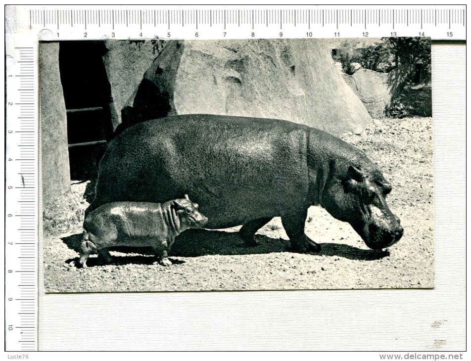 HIPPOPOTAME  Et Son  Petit  - Parc Zoologique Du Bois De Vincennes - Hippopotames