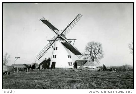 HERZELE (O.Vl.) - Molen/moulin - Molen Ter Rijst Opgezeild En In Werking (in 1990) Na De Restauratie - Herzele