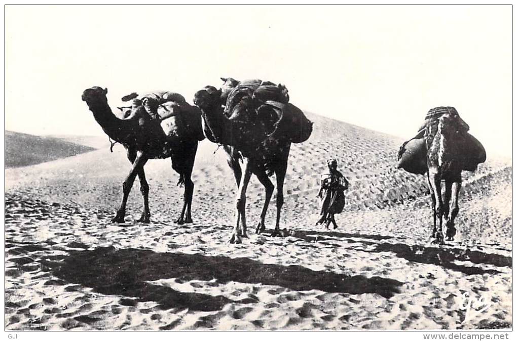 Afrique > Algérie-Ghardaïa Dans Les Dunes ( Editions:Photos Africaines 1157) *PRIX FIXE - Ghardaia
