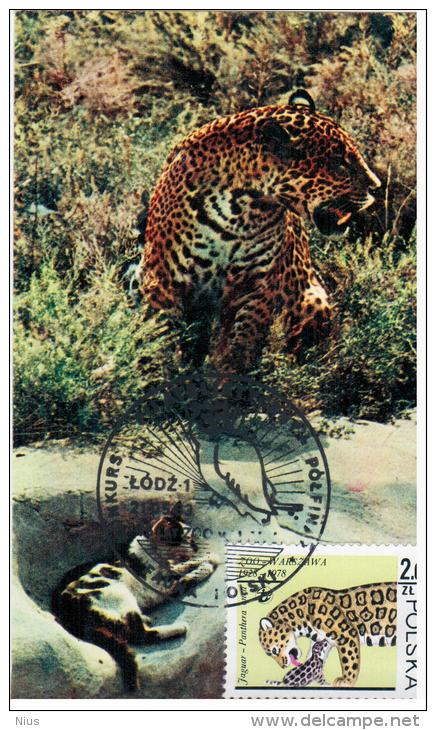 Poland 1983 Fauna Panthera Onca Jaguar Cat Cats, Canceled In Lodz Zoo - Tarjetas Máxima