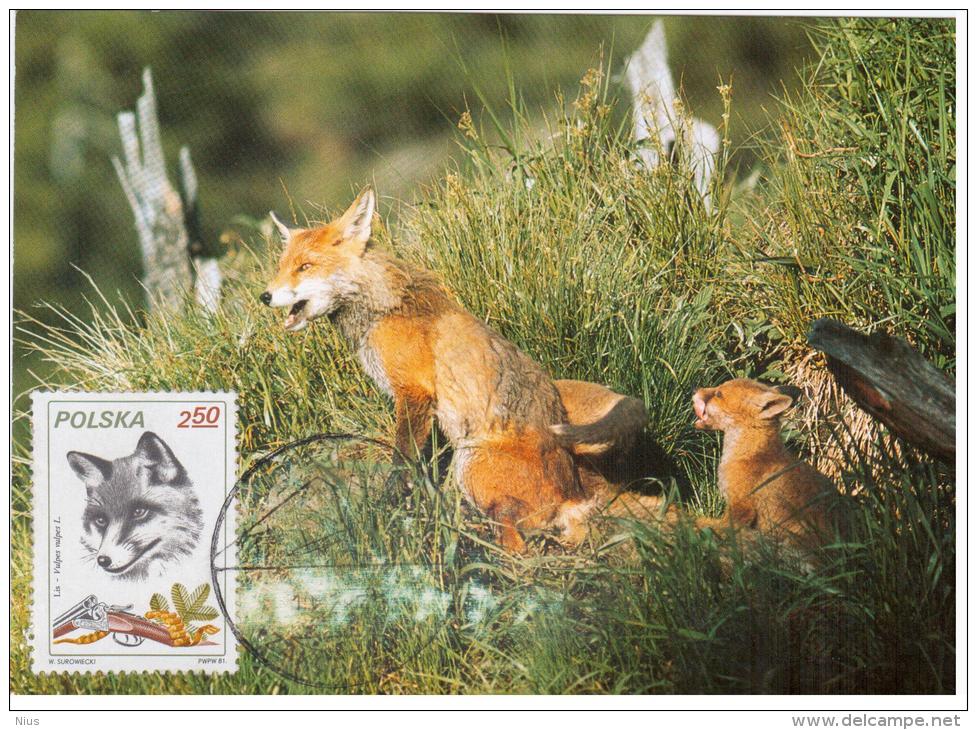 Poland 1982 Fox Fuchs Fauna, Canceled In Zakopane Animal - Maximumkarten