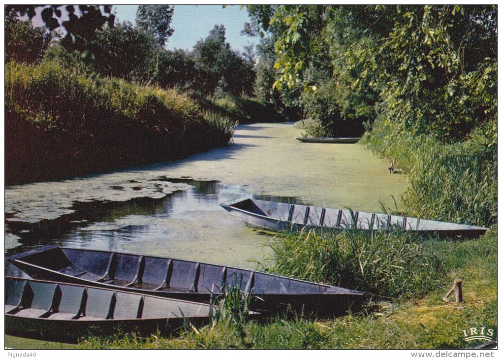 Cp , RÉGIONS , POITOU-CHARENTE , Cathédrale De Verdure , Petite Conche Dans La Venise Verte - Poitou-Charentes