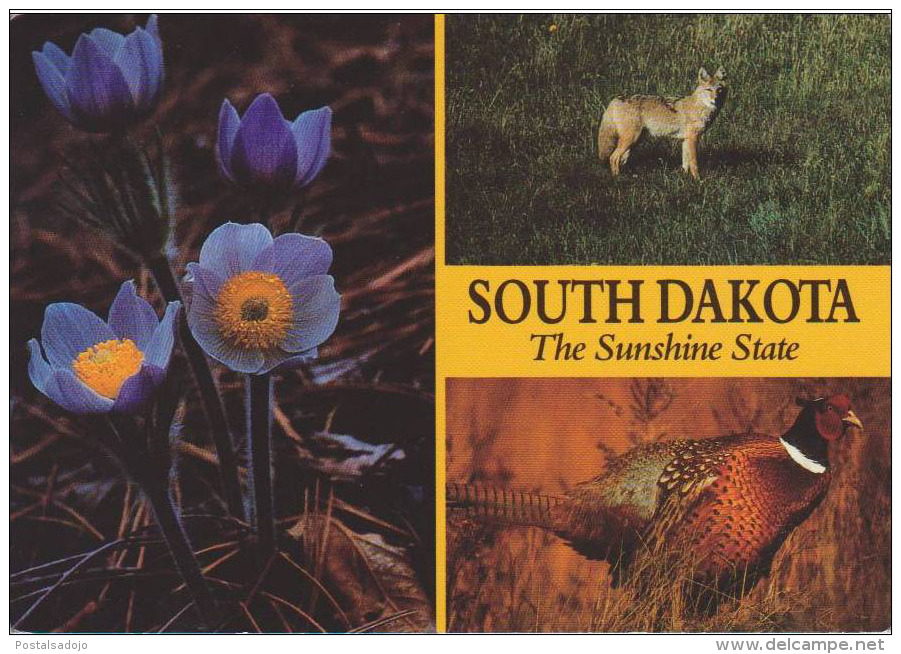 (ANIM135) SOUTH DAKOTA. COYOTE. PHEASSANT, MAY DAY FLOWER - Other & Unclassified