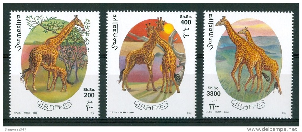 2000 Somalia Fauna Giraffe Giraffes Girafes MNH** - Giraffen