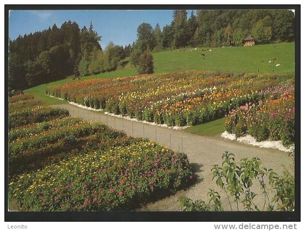 WALDHAUS LÜTZELFLÜH Dahlien- Und Fuchsienschau Pflanzenraritäten Kinderspielplatz Riggisberg 1997 - Lützelflüh