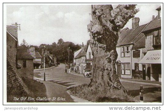 BLACK & WHITE POSTCARD - The Old Elm - Chalfont St. Giles - Bucks - Buckinghamshire