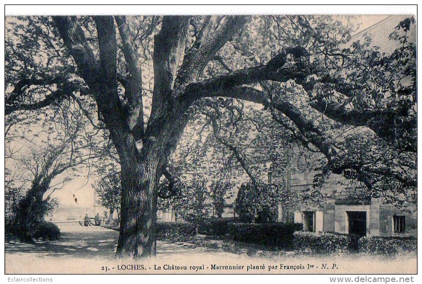 Loches  37     Le Marronnier  Arbre Planté Par François 1er - Loches